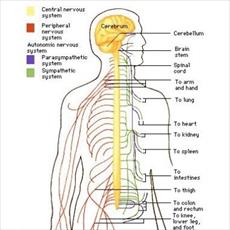 سیستم عصبی (Nervous System) و فرایند ترمیم اعصاب محیطی